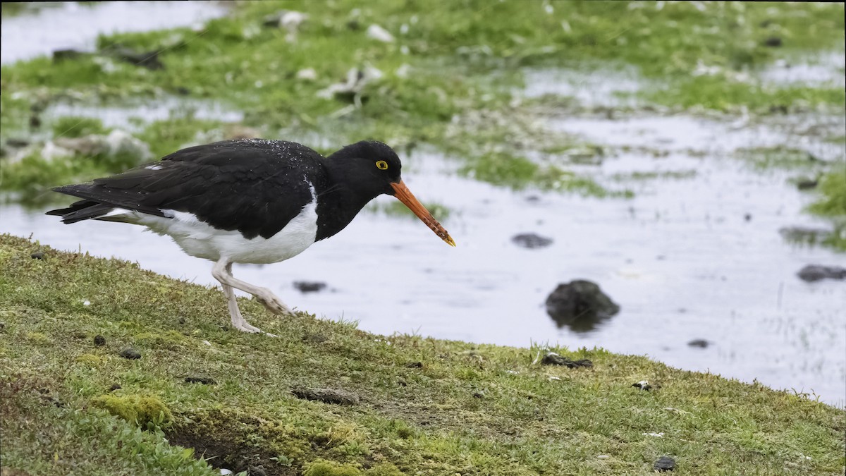 マゼランミヤコドリ - ML644607655