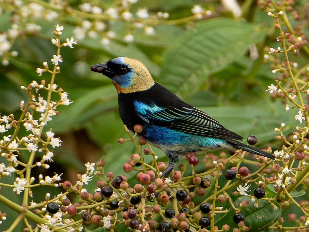 Golden-hooded Tanager - ML644607656