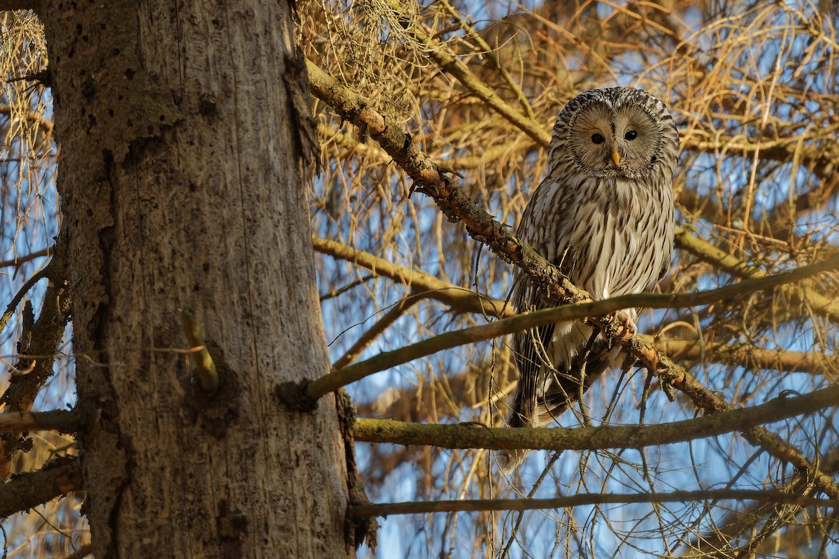 Ural Owl - ML644607662
