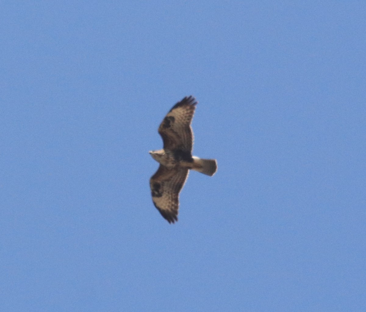 Common Buzzard - ML644607663