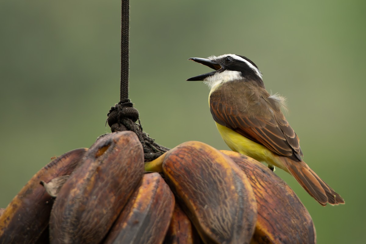 キバラオオタイランチョウ - ML644607668