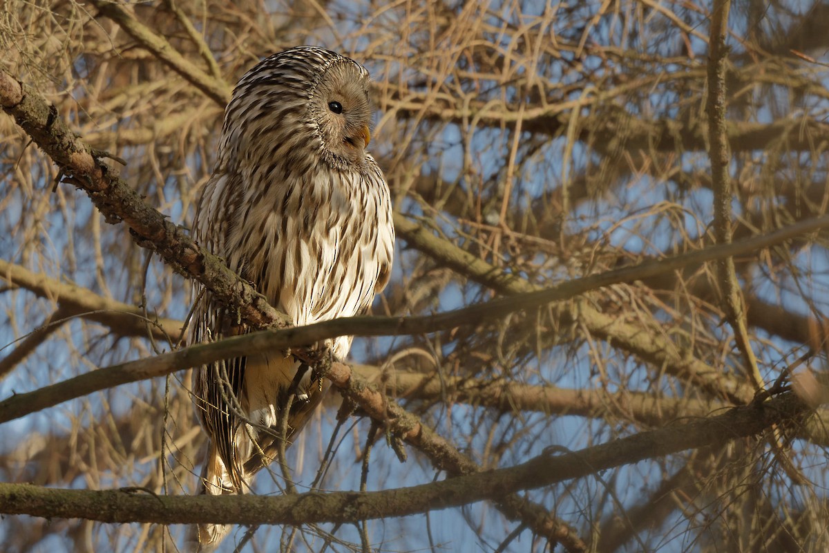 Ural Owl - ML644607671