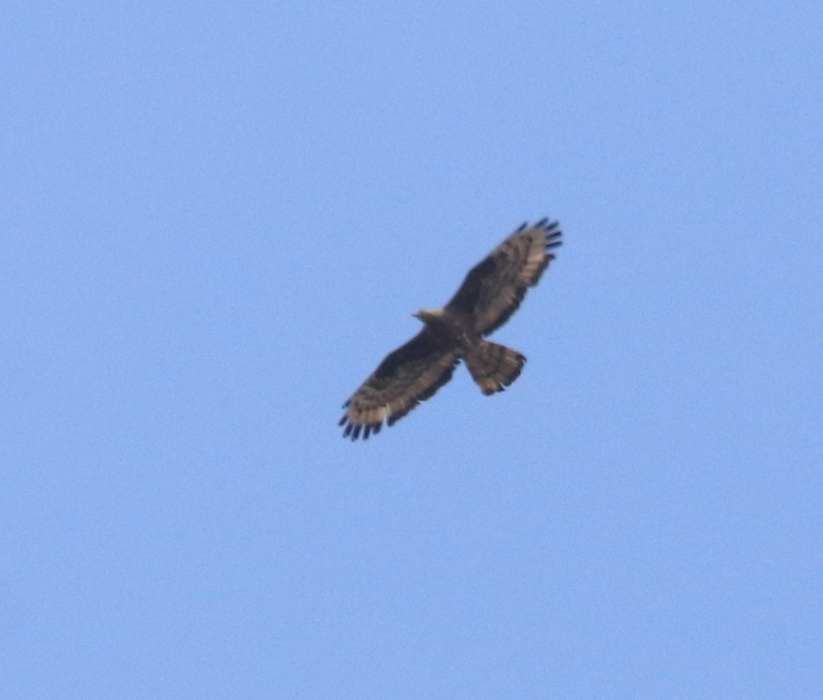 European Honey-buzzard - ML644607672