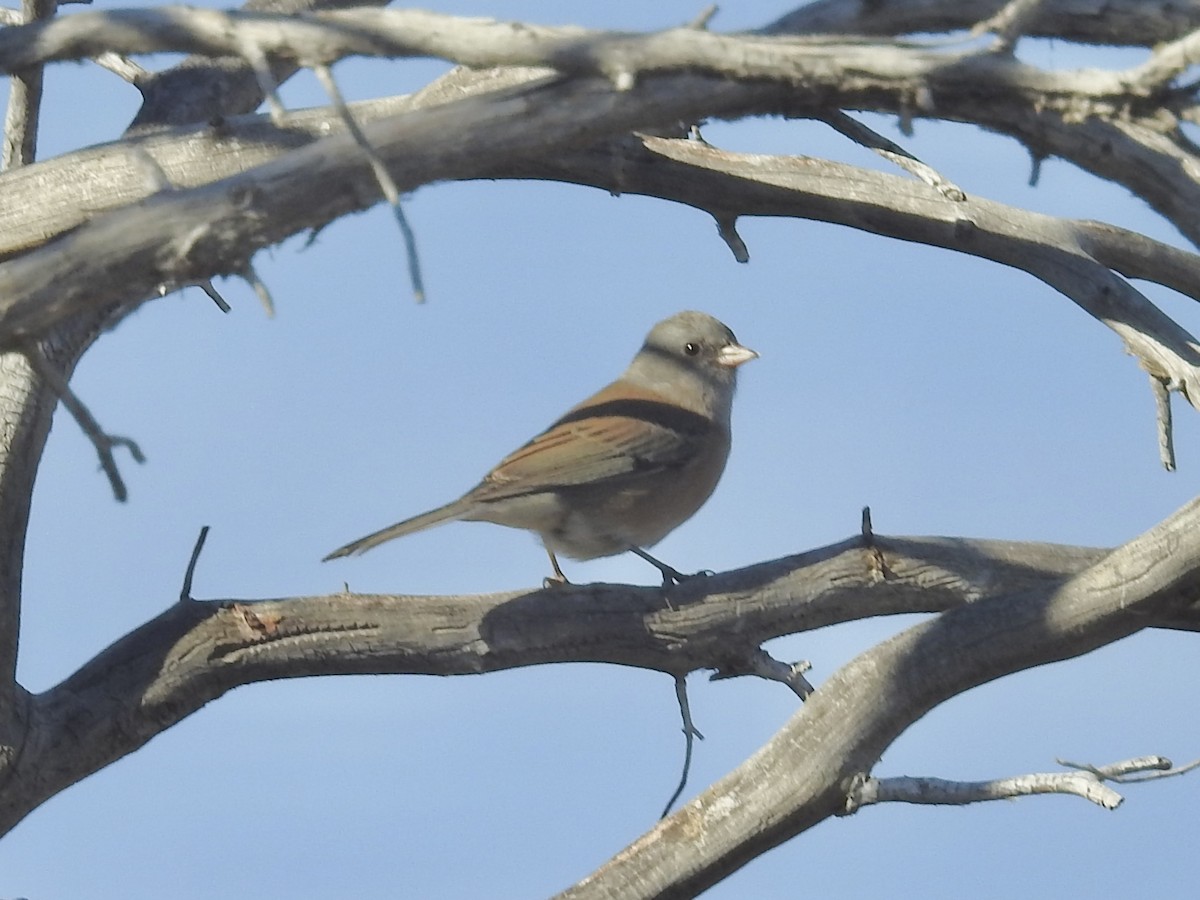 Dark-eyed Junco (Pink-sided) - ML644607673