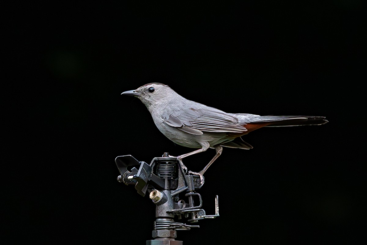 Gray Catbird - ML644607680
