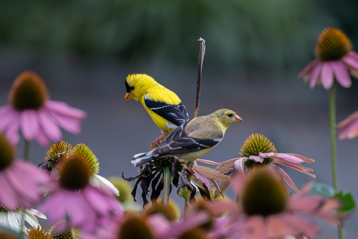 American Goldfinch - ML644607681