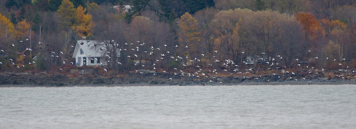 אדרית שחורת-כיפה - ML644607682