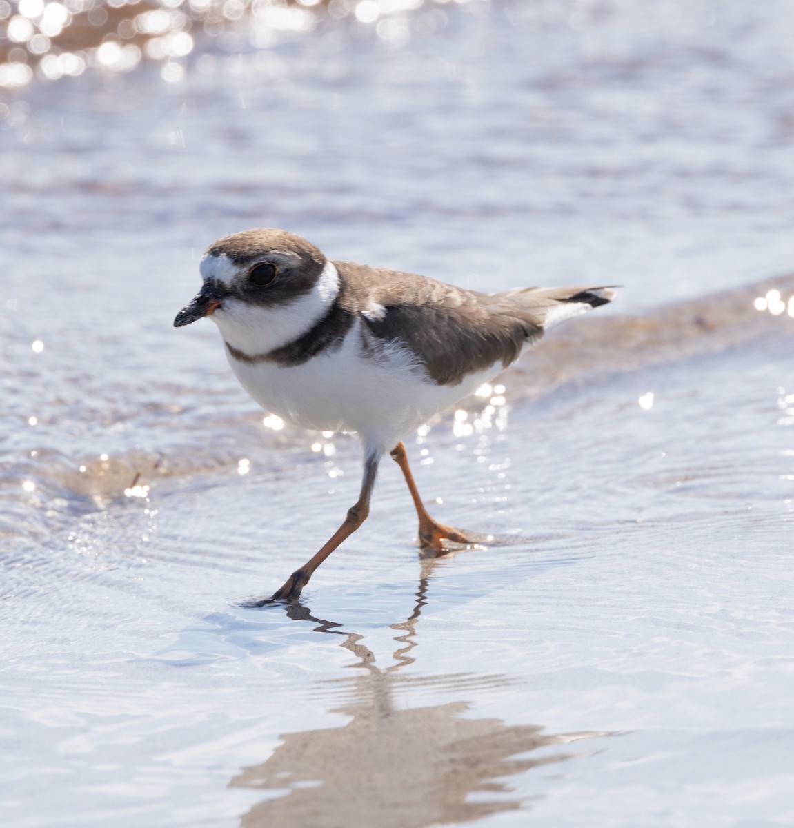 Semipalmated Plover - ML644607684