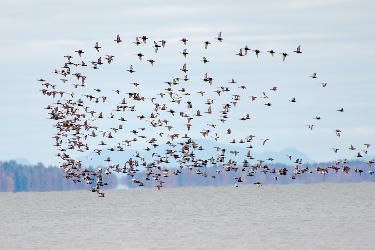 אדרית שחורת-כיפה - ML644607698