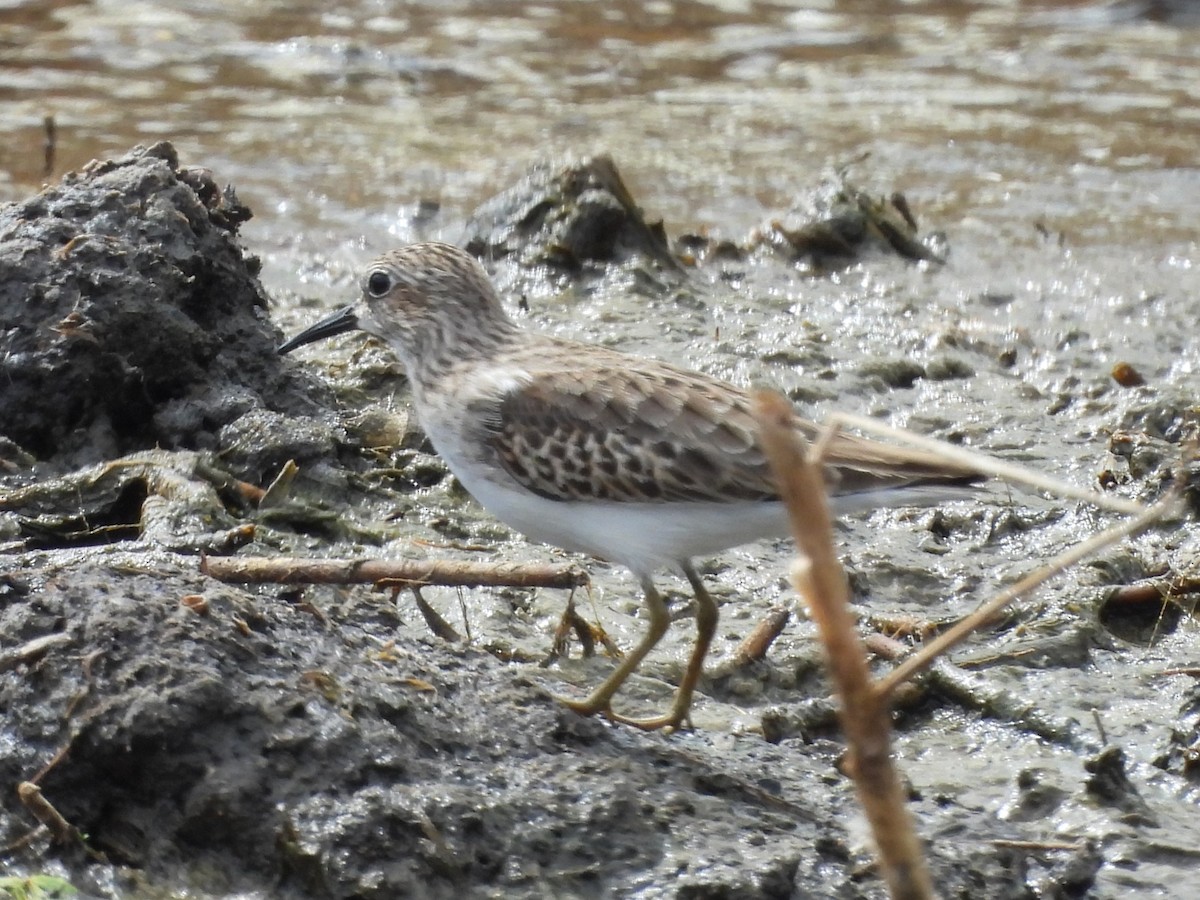 Least Sandpiper - ML644607699