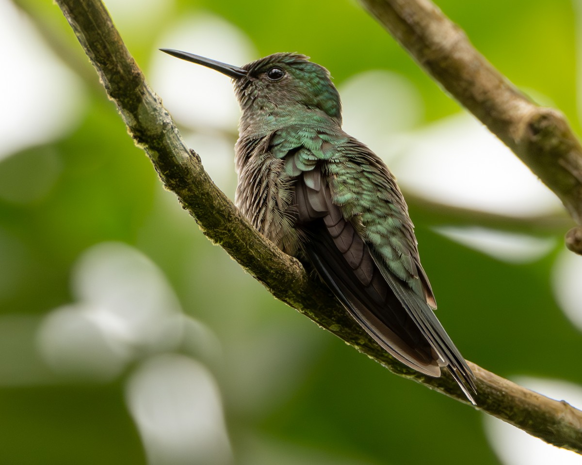 Scaly-breasted Hummingbird - ML644607701