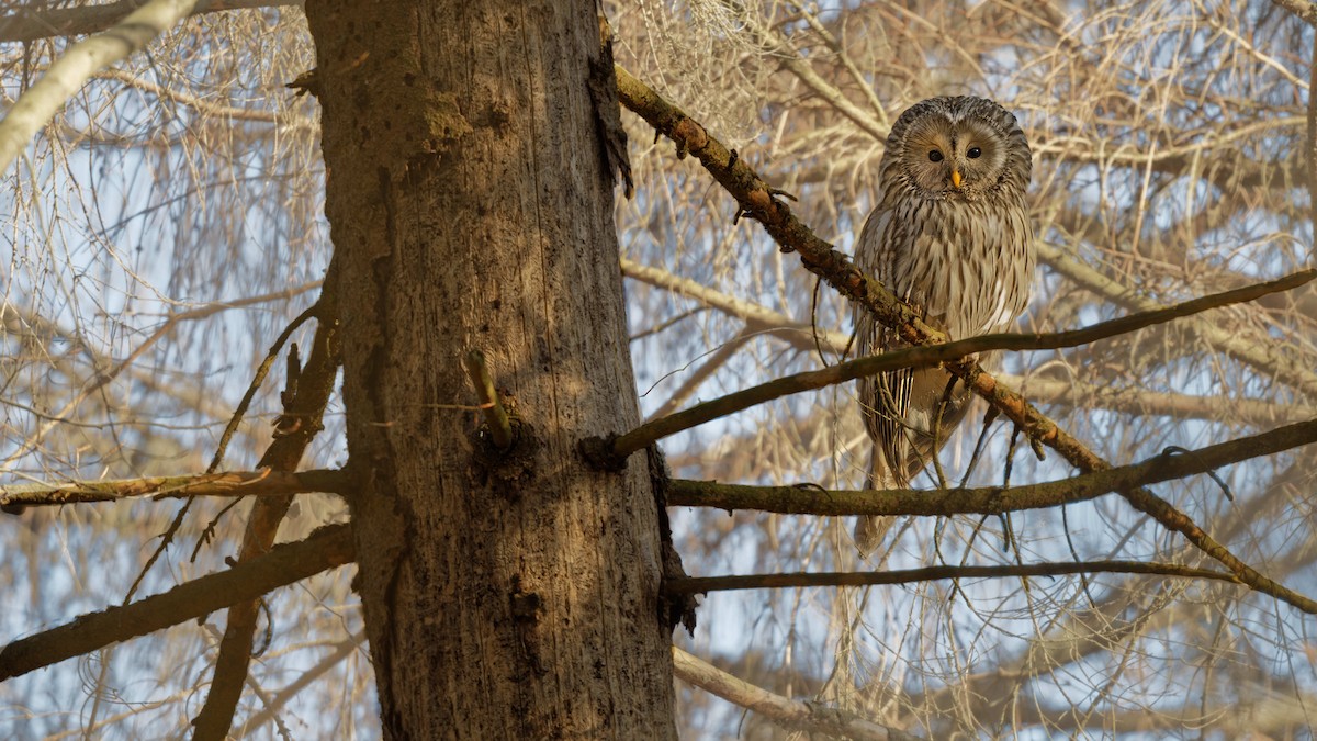 Ural Owl - ML644607704