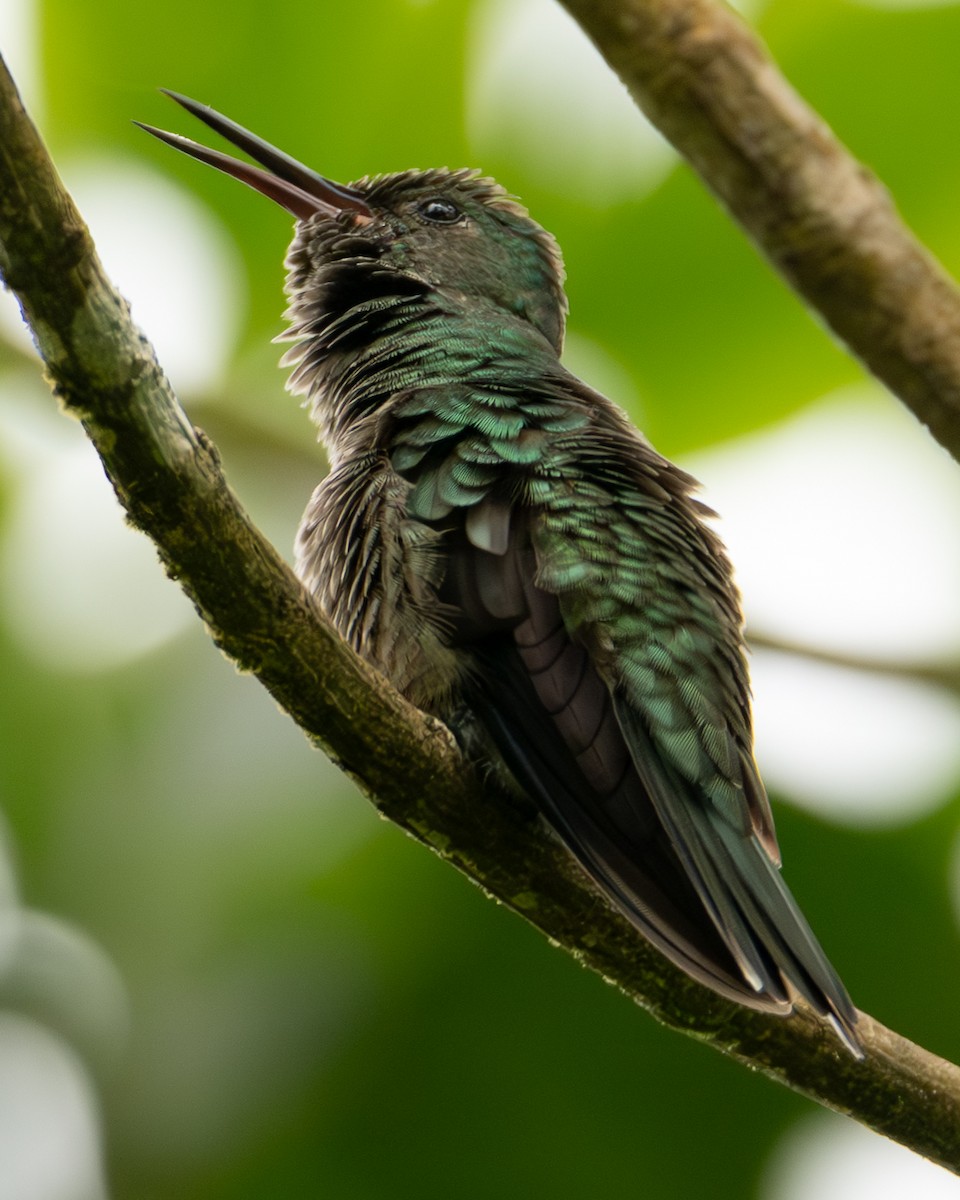 Scaly-breasted Hummingbird - ML644607706