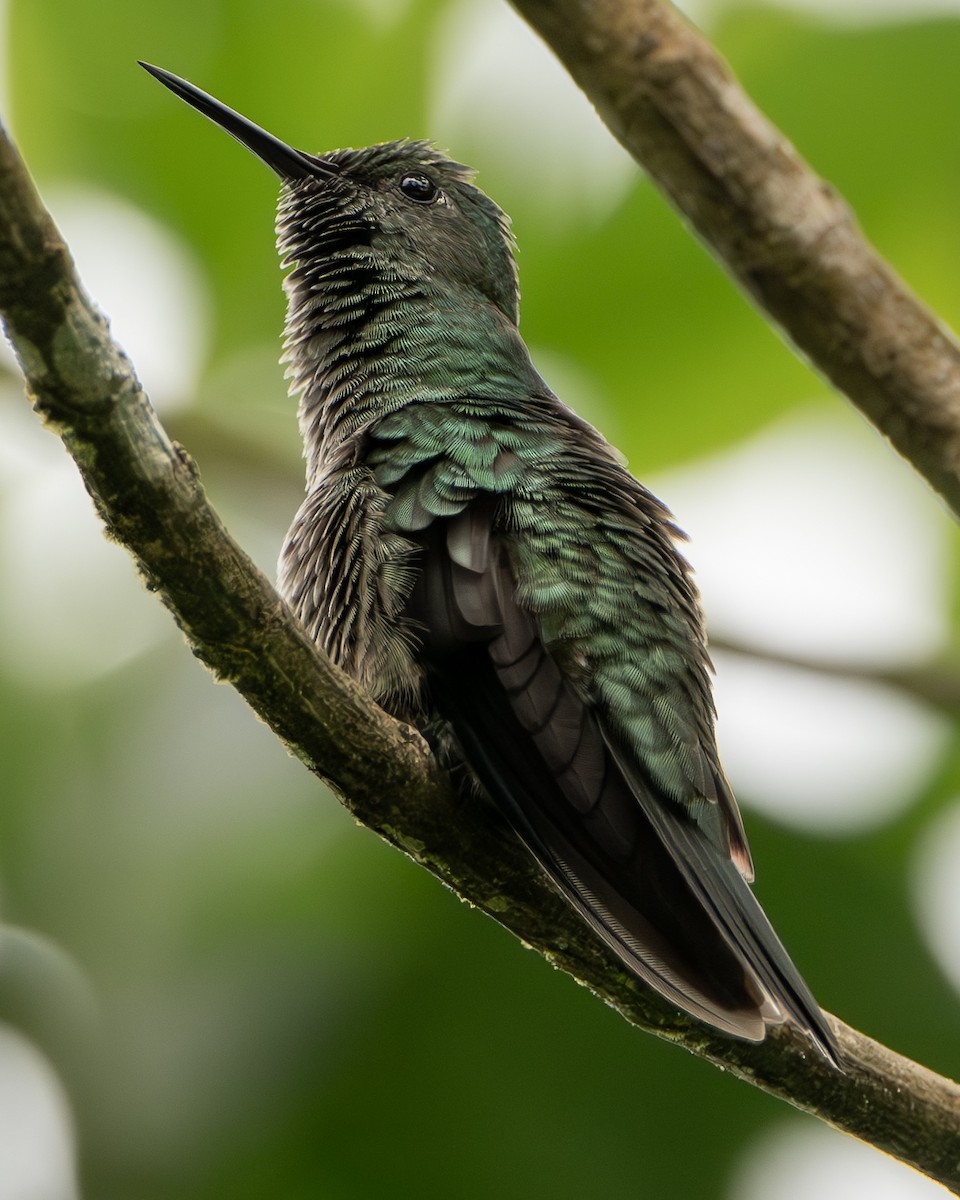 Scaly-breasted Hummingbird - ML644607709
