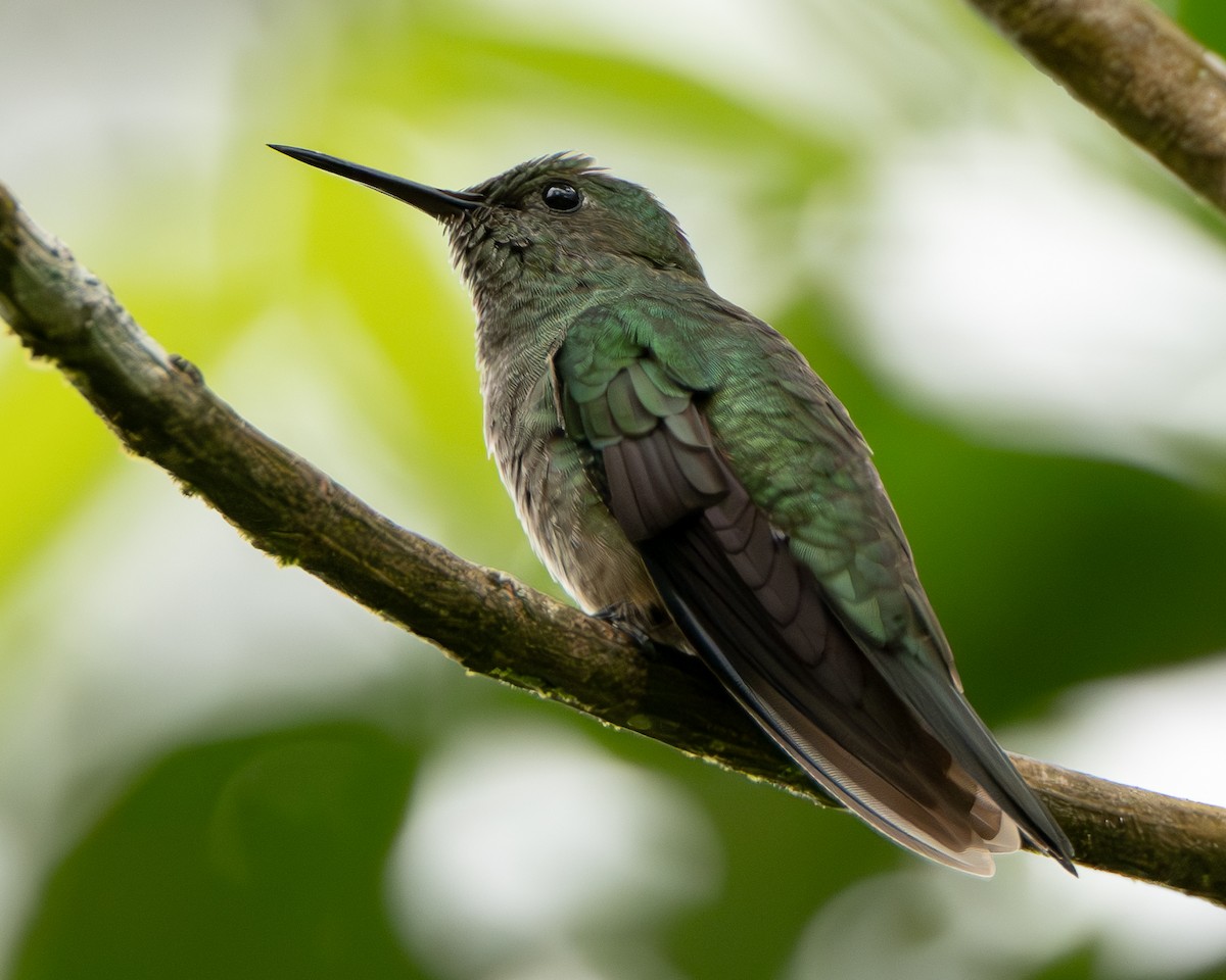 Scaly-breasted Hummingbird - ML644607713