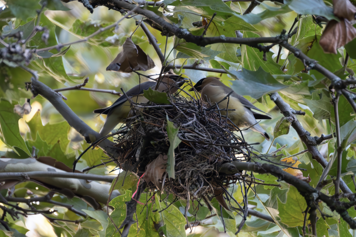 Cedar Waxwing - ML644607716