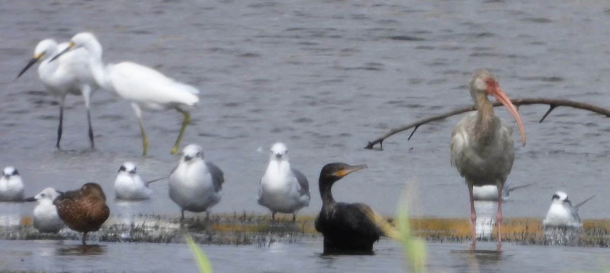 Forster txenada - ML644607721