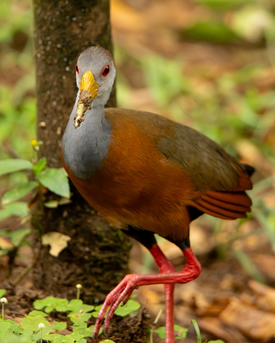 Russet-naped Wood-Rail - ML644607727