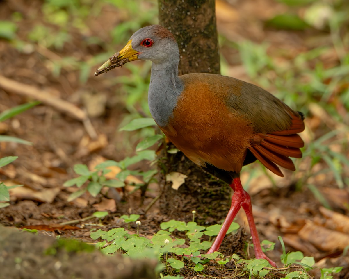Russet-naped Wood-Rail - ML644607728