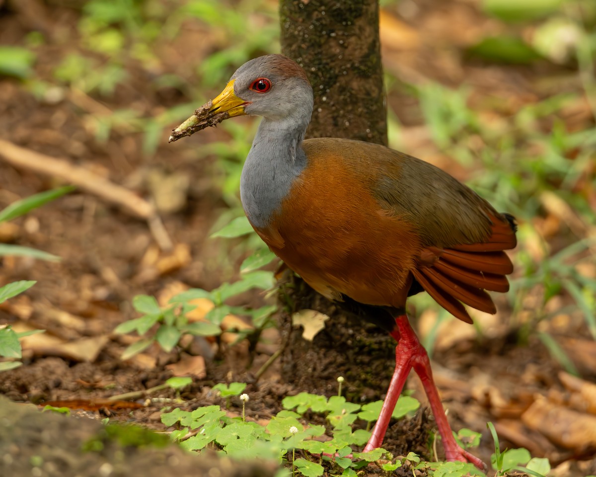 Russet-naped Wood-Rail - ML644607729