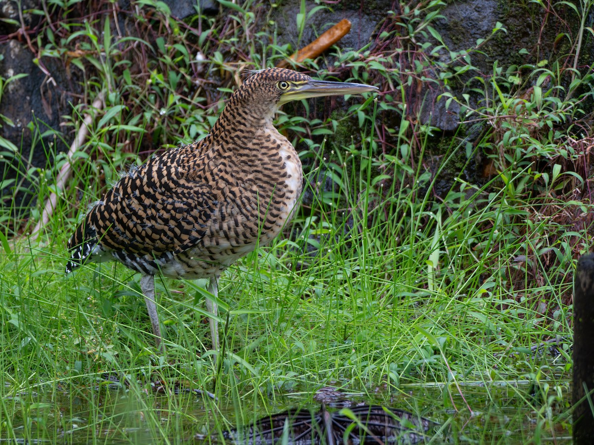 Bare-throated Tiger-Heron - ML644607734
