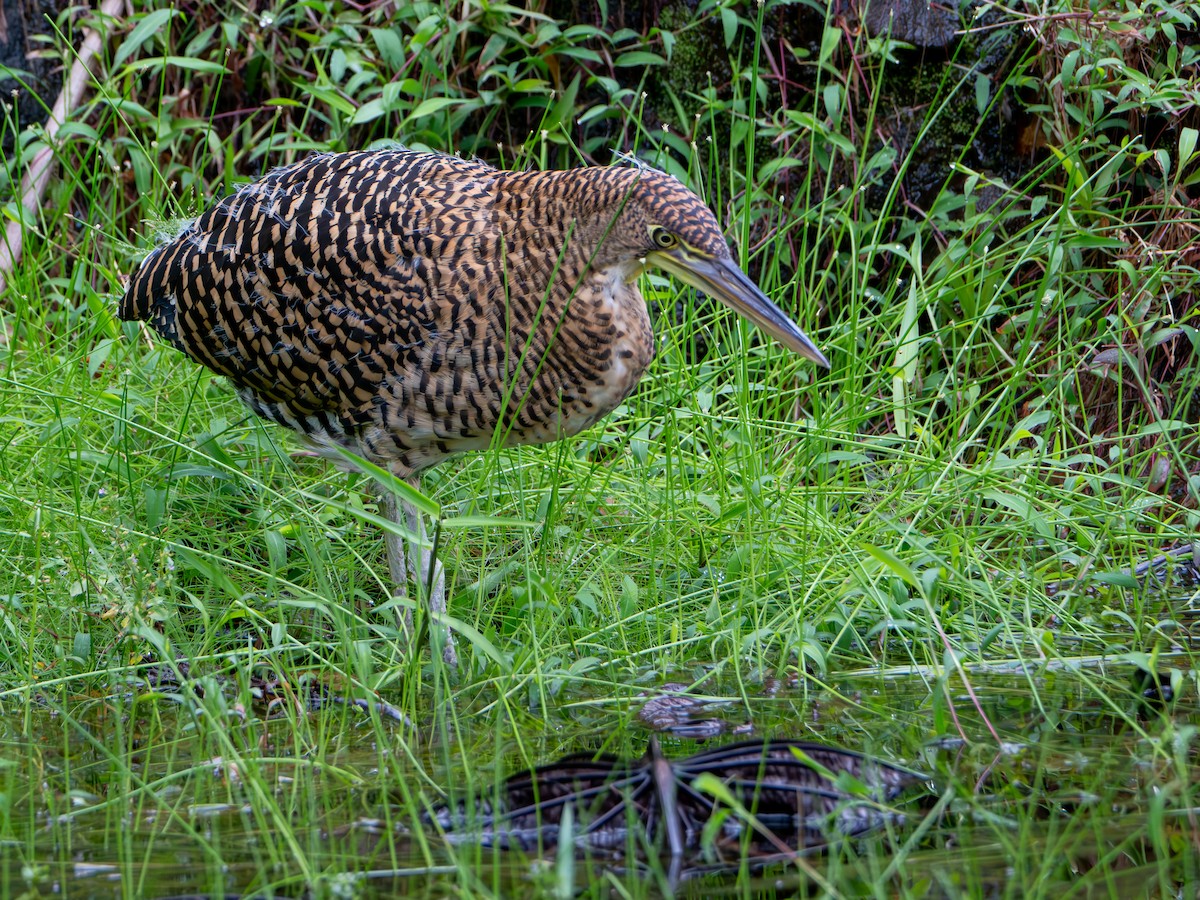 Bare-throated Tiger-Heron - ML644607735