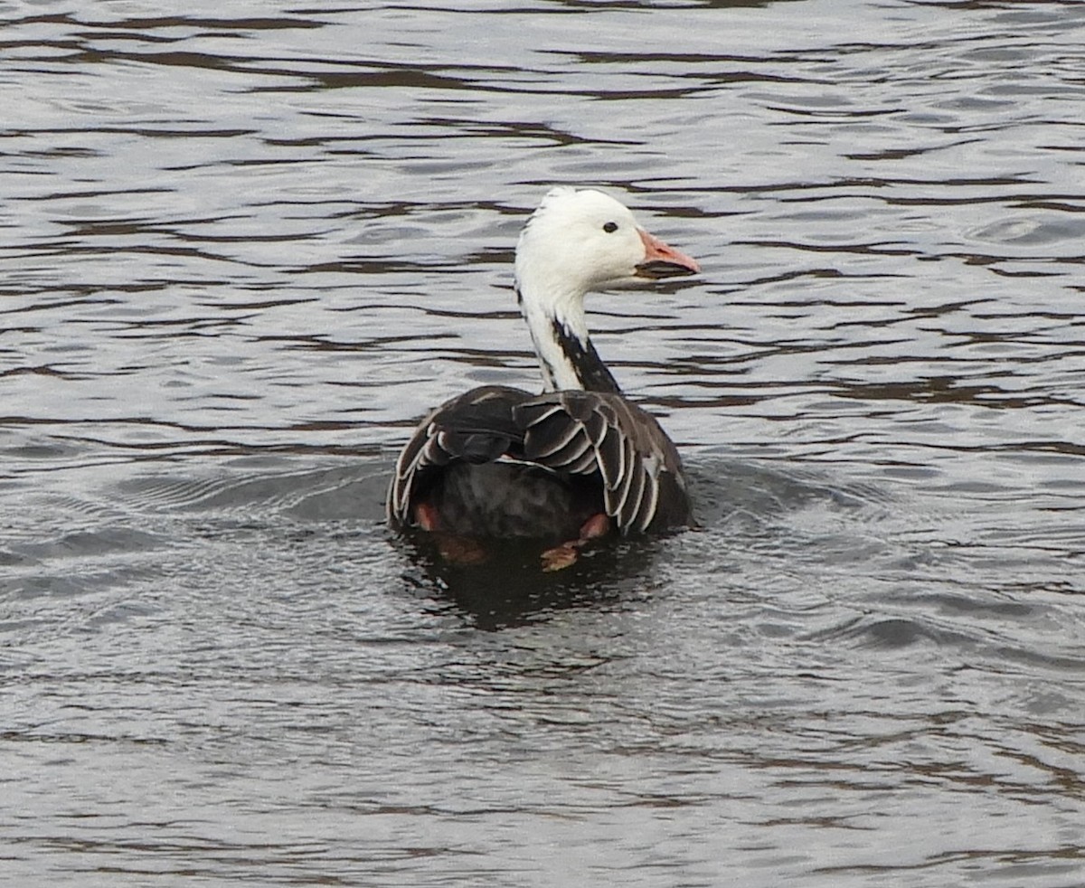 Цасны галуу - ML644607736