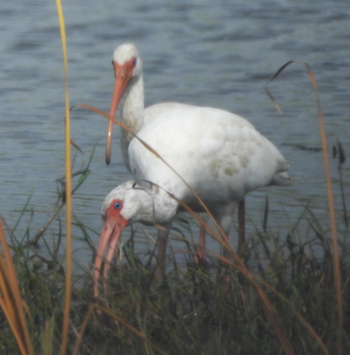 White Ibis - ML644607742