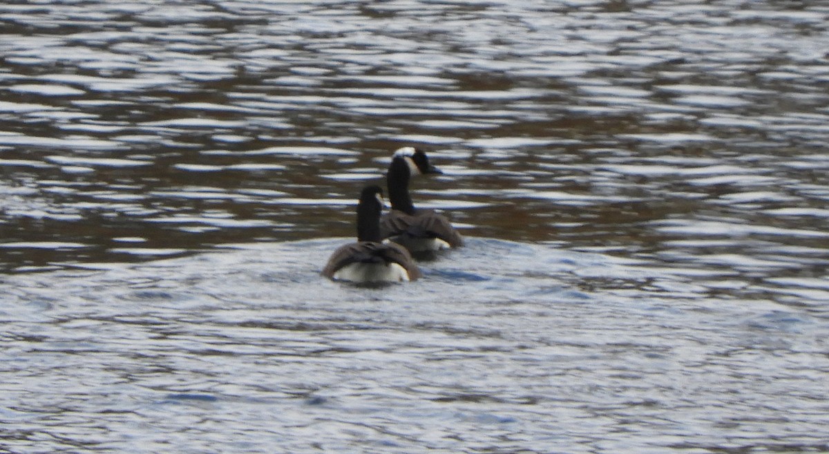 Канад галуу - ML644607743