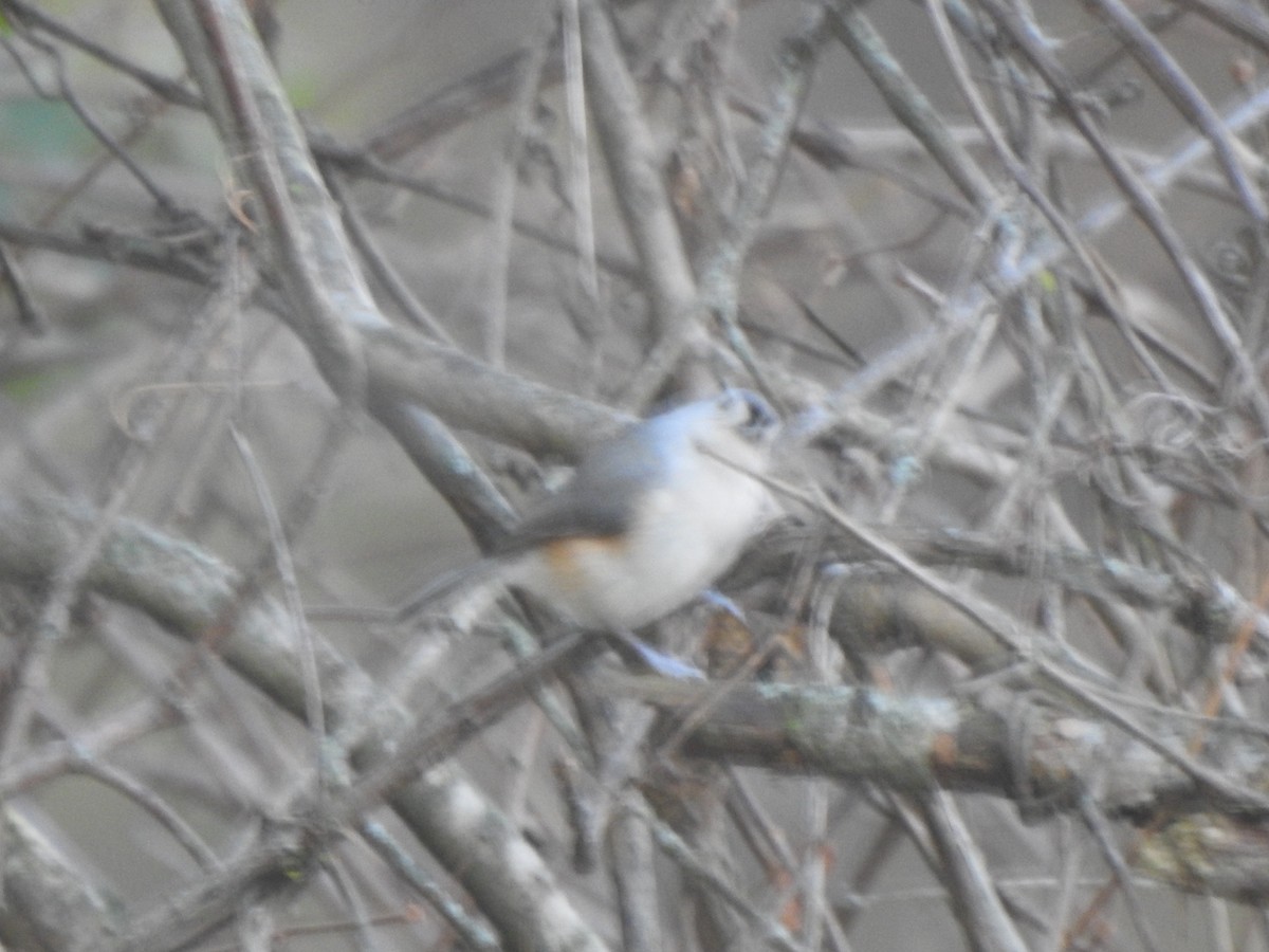 Mésange bicolore - ML644607745