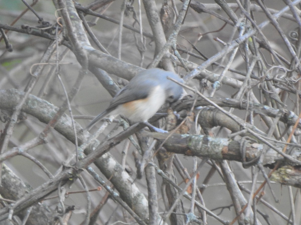 Mésange bicolore - ML644607746