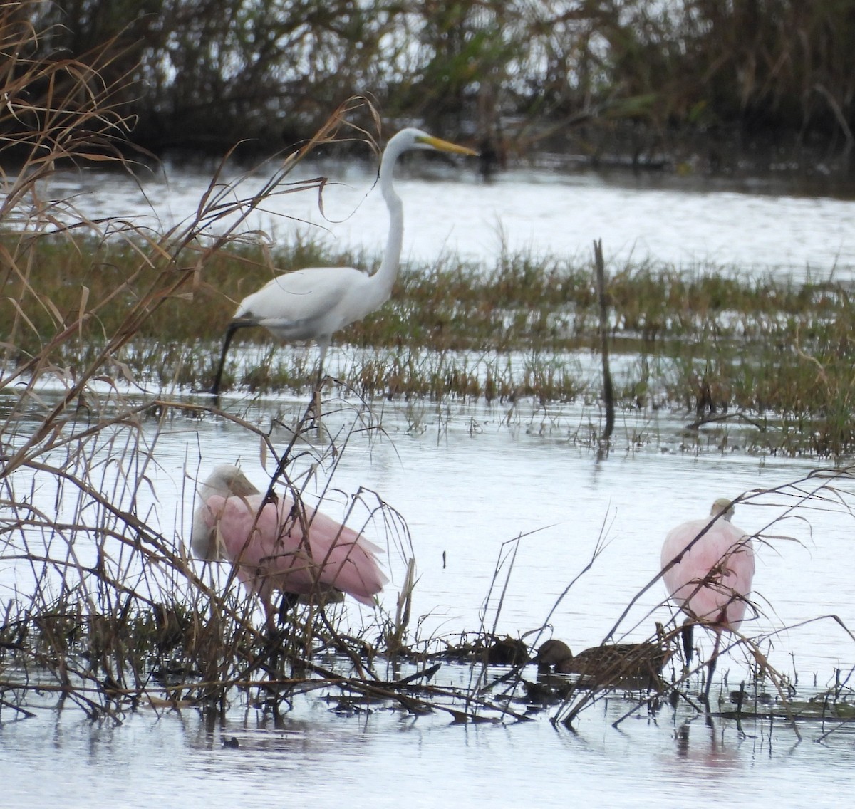 kolpík růžový - ML644607751