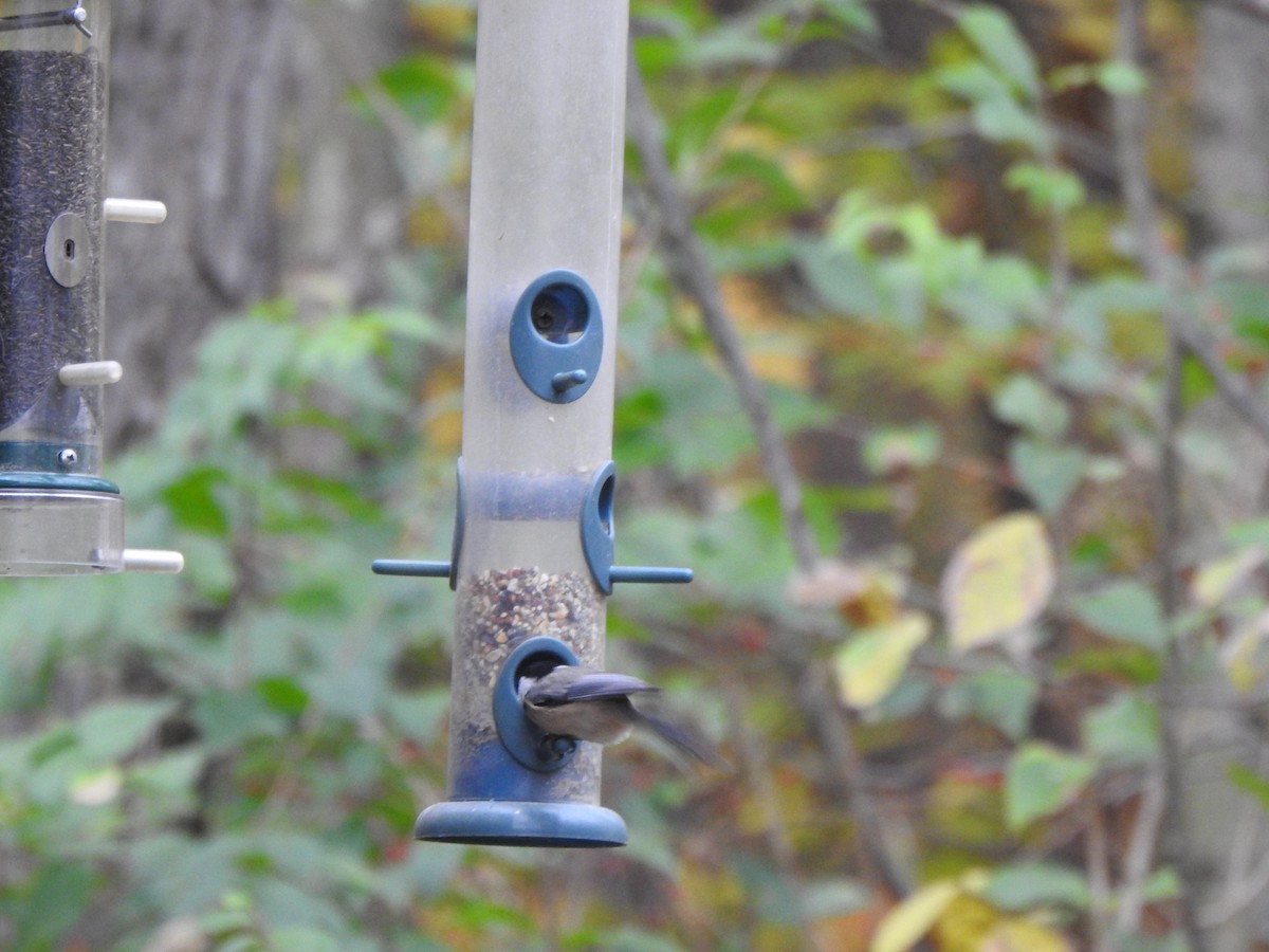 Mésange de Caroline - ML644607753