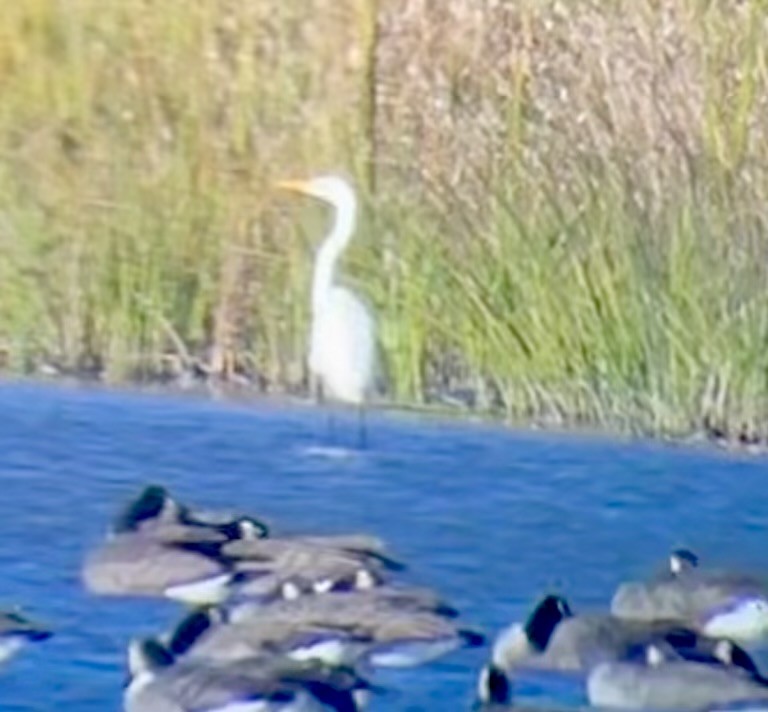Great Egret - ML644607754