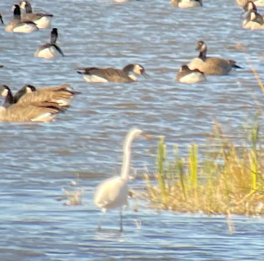 Great Egret - ML644607755