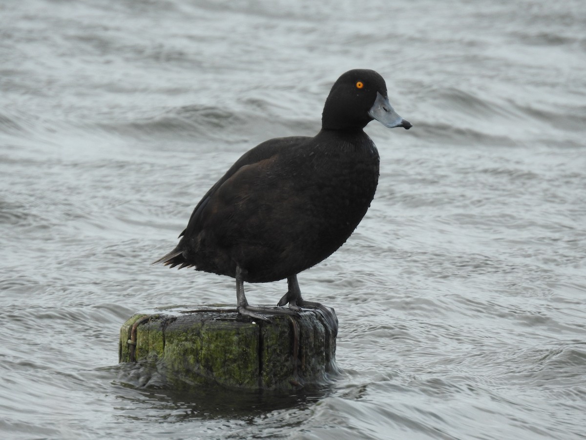 New Zealand Scaup - ML644607759