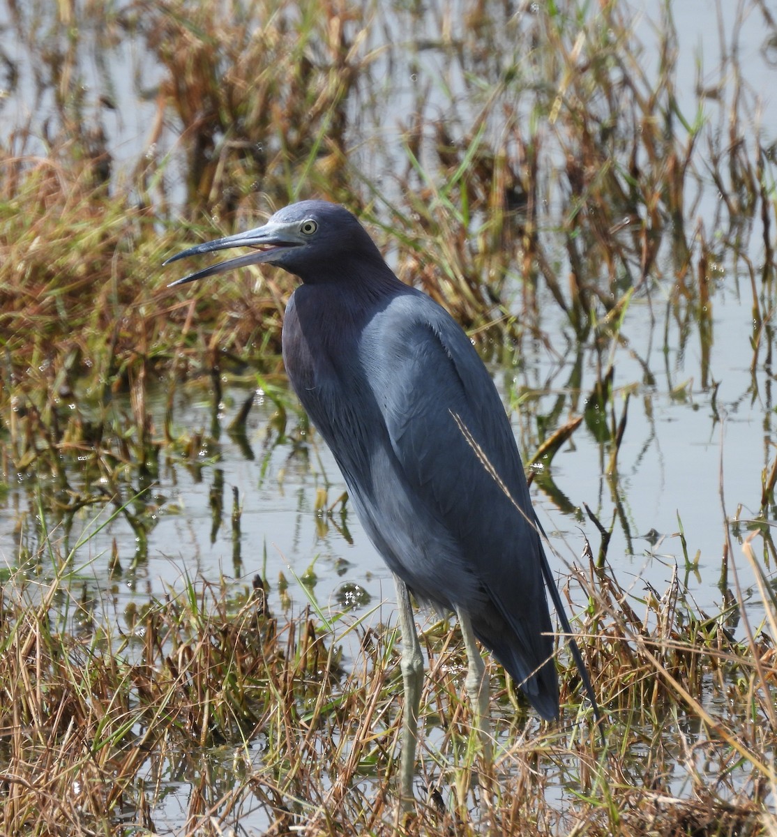 Little Blue Heron - ML644607761