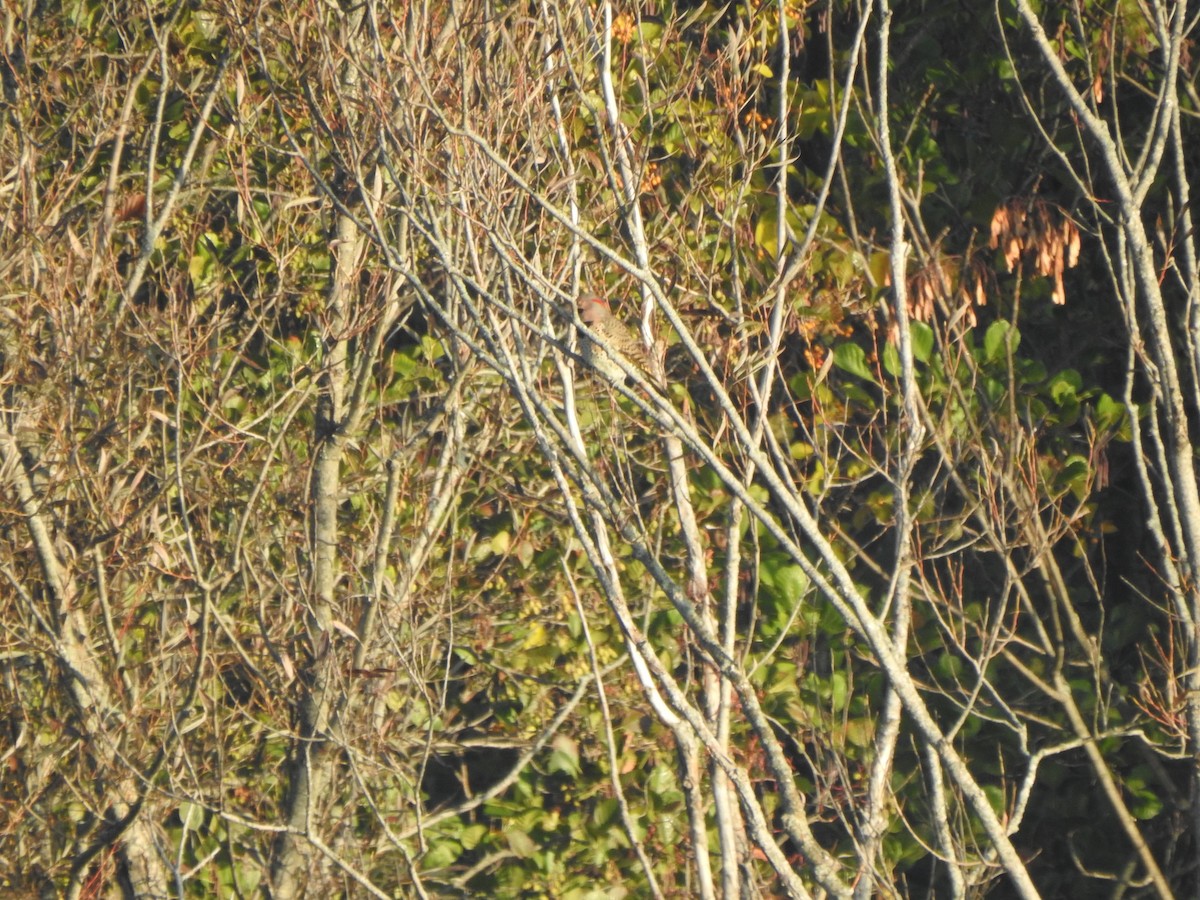 Pic flamboyant - ML644607763