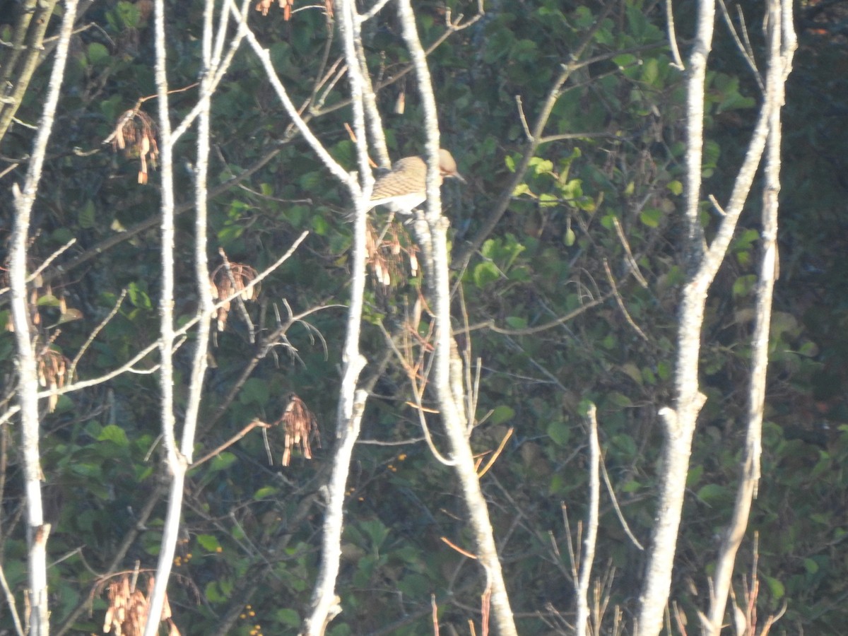 Pic flamboyant - ML644607764