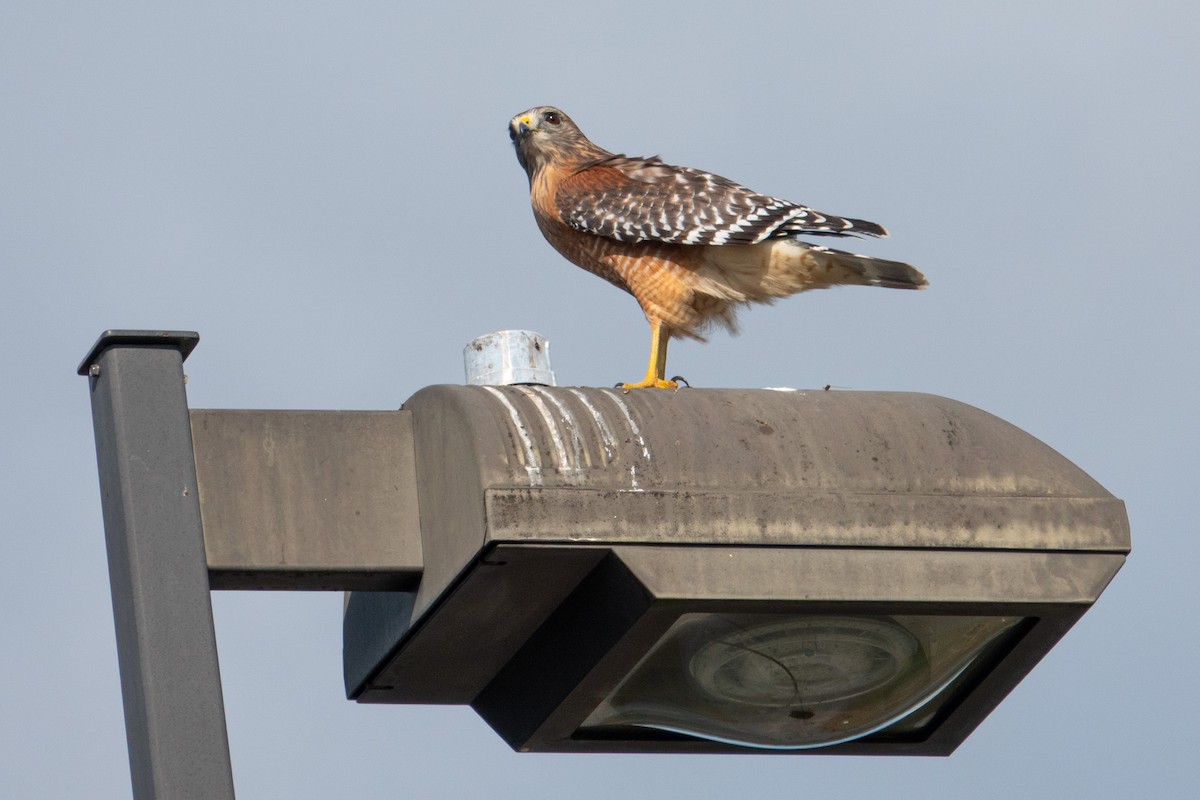 káně páskovaná - ML644607766