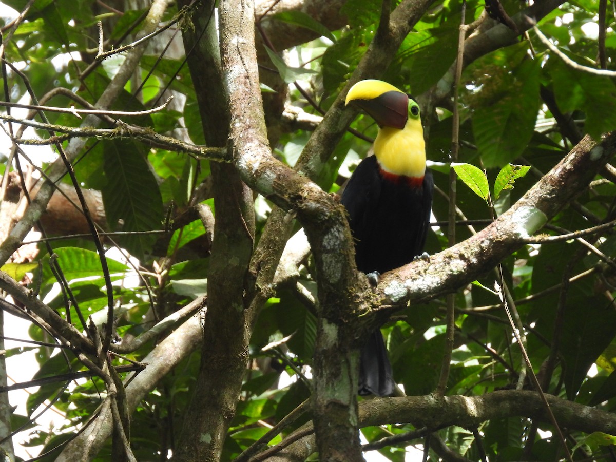 Yellow-throated Toucan - ML644607767