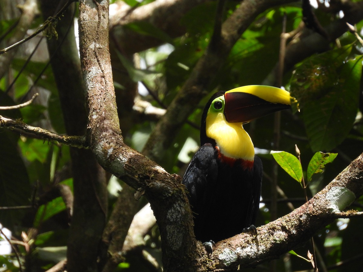Yellow-throated Toucan - ML644607768