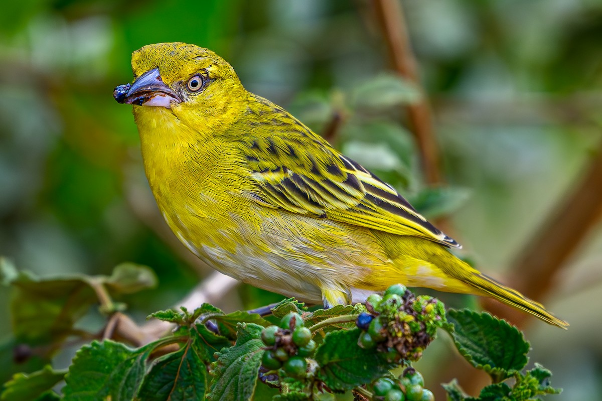 Lesser Masked-Weaver - ML644607770