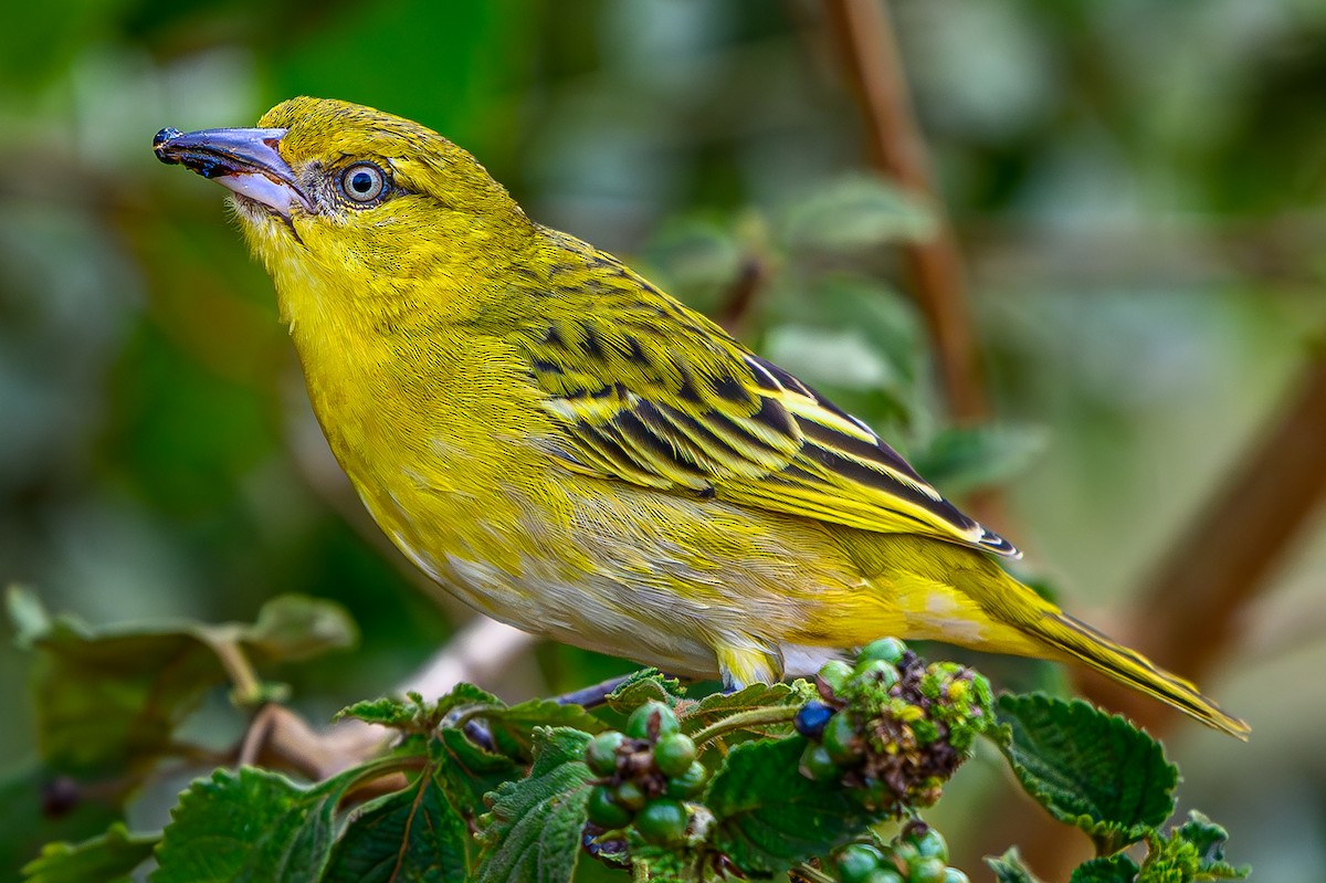 Lesser Masked-Weaver - ML644607771