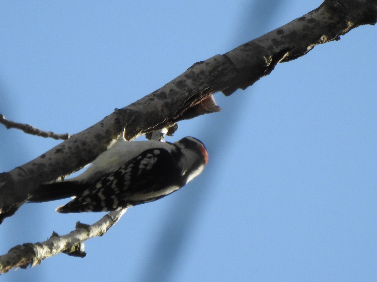 Pic mineur - ML644607777