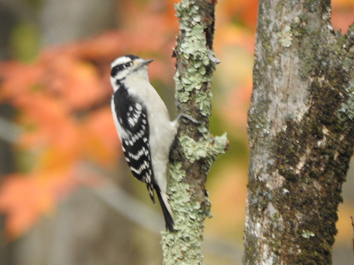 Pic mineur - ML644607778