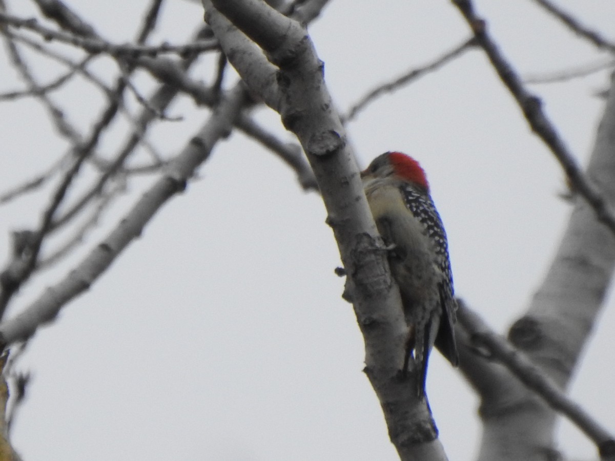 Pic à ventre roux - ML644607785