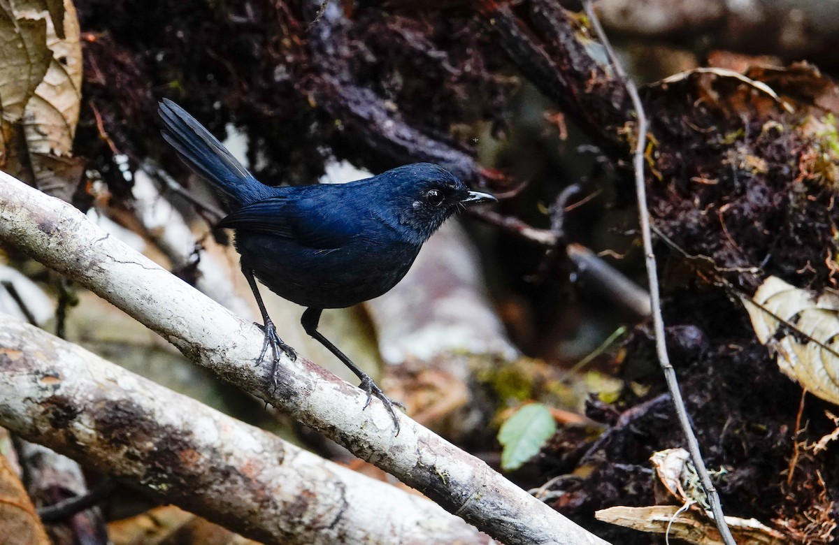 Bornean Shortwing - ML644607786