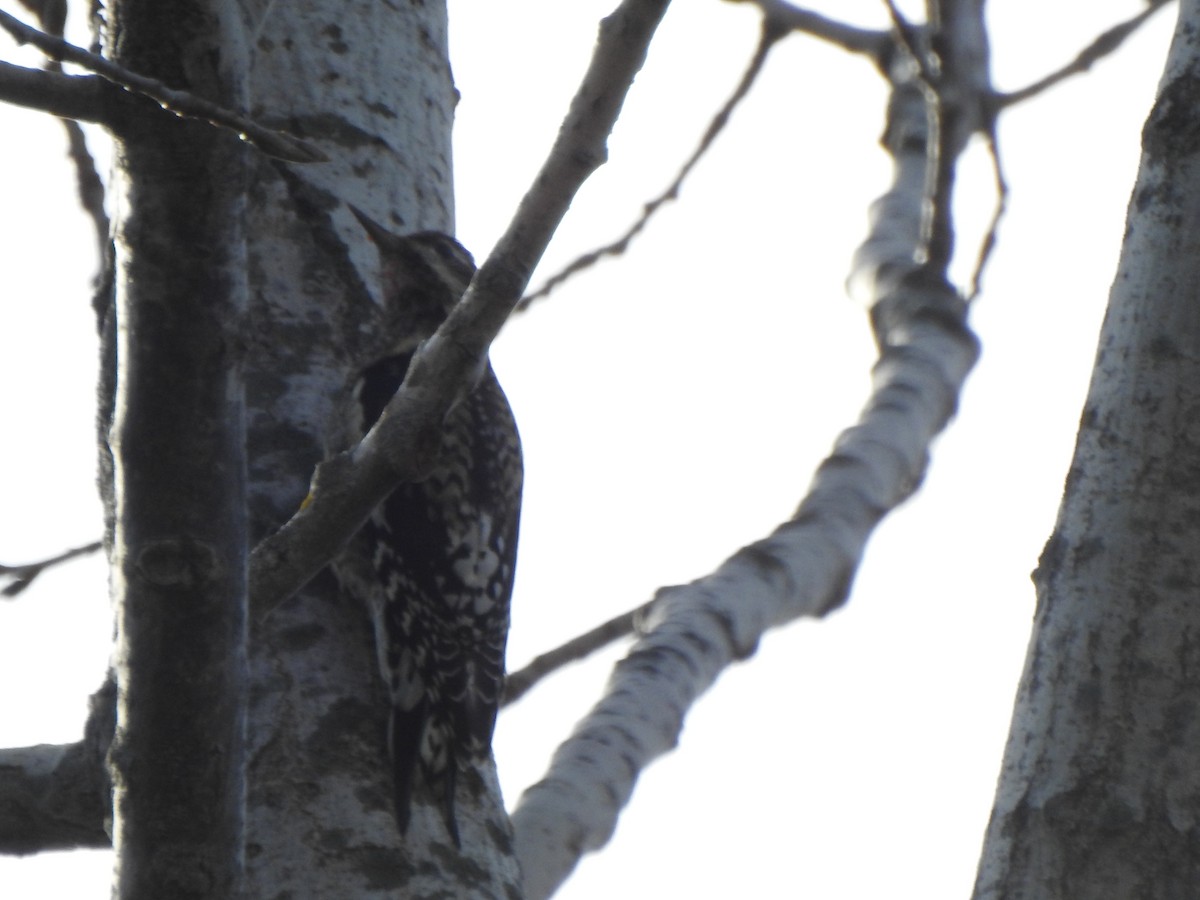 Pic maculé - ML644607799