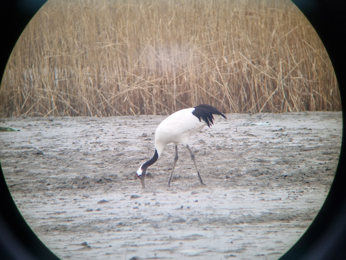 Red-crowned Crane - ML644607812